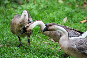 geese on the meadow