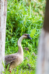 geese on the meadow