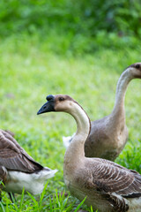 geese on the meadow