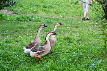 geese on the meadow