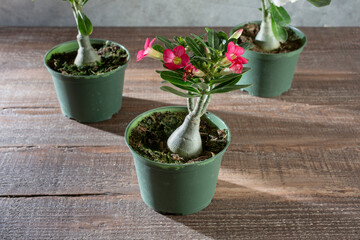 A view of pink flowers from a desert rose plant.