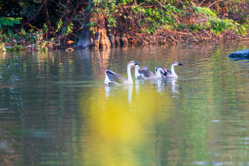 geese swimming in the water