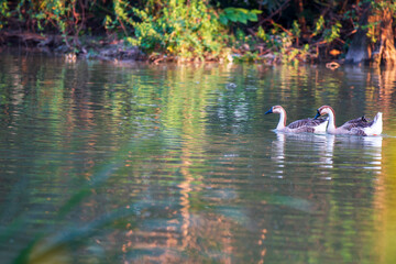 geese swimming in the water