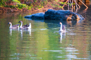 geese swimming in the water