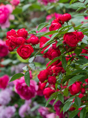 Obraz premium red rose in the garden