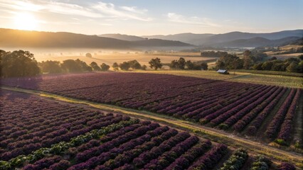 Obraz premium Majestic Purple Eggplant Field: Aerial View of Vibrant Autumn Harvest