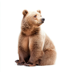 Fototapeta premium Adorable Sitting Bear with Fluffy Fur Against a White Background in a Studio Setting