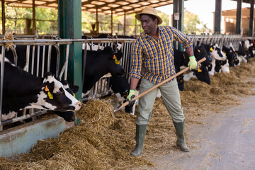 Focused african american male farmer, holding a pitchfork with hay impaled on it, feeds the cows
