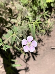 Small Flower