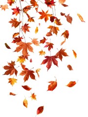 Fallen autumn leaves in various shades of red, orange, and brown gracefully float and twirl in the air, creating a beautiful isolated background, colors, autumn