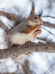 The squirrel with nut sits on tree in the winter or late autumn