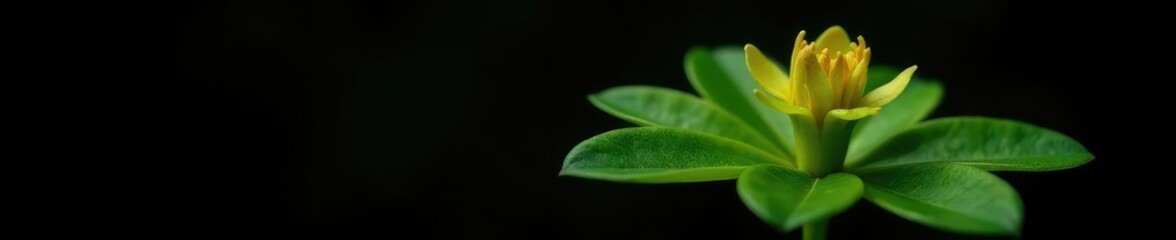 Obraz premium Macro photography of a single Schefflera bloom on black background, nature, green, macro photography