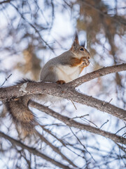 The squirrel with nut sits on tree in the winter or late autumn
