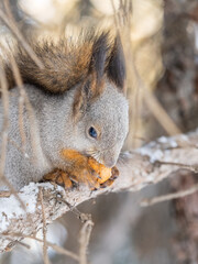 The squirrel with nut sits on tree in the winter or late autumn