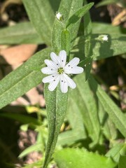 Small Flower
