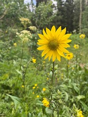 Mountain Sunflower