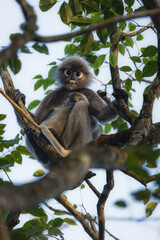 monkey photos 