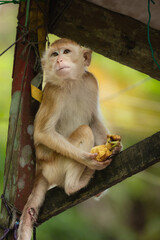 monkey photos 