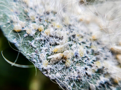 Silverleaf whitefly (Kutu kebul)