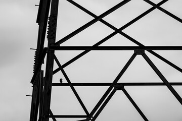 silhouette black and white of single small bird on electric pole