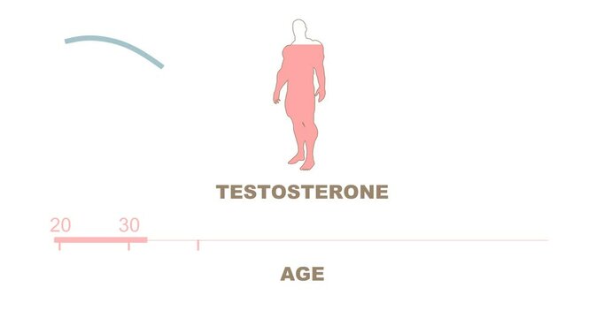 Human age scale and man silhouette with testosterone level. The measuring progress bar. Dependence of testosterone levels on age.
