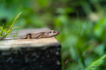 a lizard