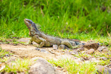 Iguane rayé