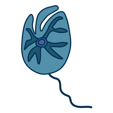 Amphidinium dinoflagellates