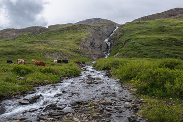 Cows grazing on flowering grassy meadow near clear mountain creek with view to waterfall in narrow rocky gorge under gray cloudy sky. Cattle on green alpine grassland among lush flora near pure brook.