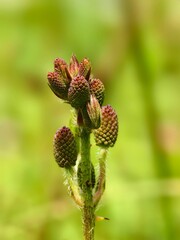 Mimosa Pudica flower before blooming
