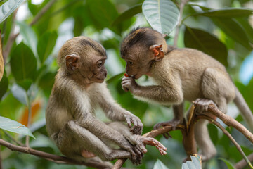 Monkey photos