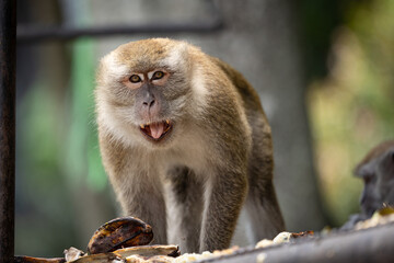 Monkey photos