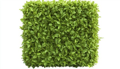 Vibrant leafy green wall indoor garden decorative nature modern space close-up eco-friendly concept