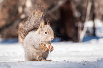 The squirrel in winter sits on white snow.