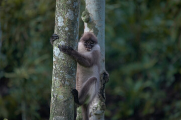 monkey picture 