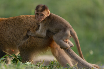 monkey picture 