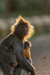 Obraz premium monkey mother and a child. (silver langur)