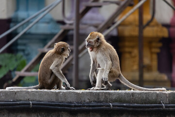 monkey screaming with another monkey