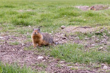 Pocket gopher wildlife photography marmot in the park field with green grass