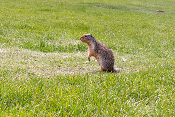 Pocket gopher wildlife photography marmot in the park field with green grass