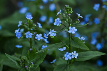 The blue flowers forget-me-not plant. Flowers in the garden.
