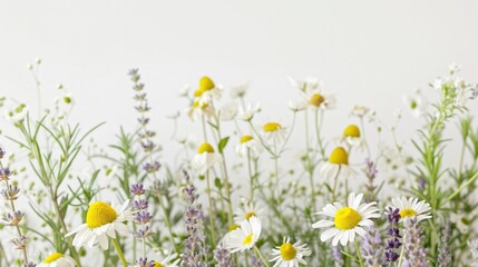 Fototapeta premium Close-up of aromatic herbs like lavender and chamomile sharply focused against a white backdrop