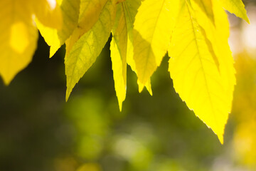 Autumn Leaves Background. Shallow depth of field, leaves in the sun. close-up