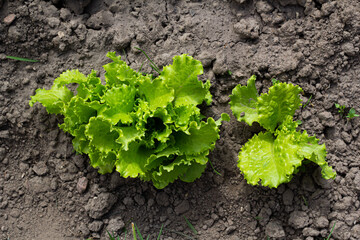 Row of fresh green Batavia lettuce