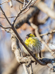 Eurasian siskin male, latin name spinus spinus, sitting on branch of tree. Cute little yellow songbird.