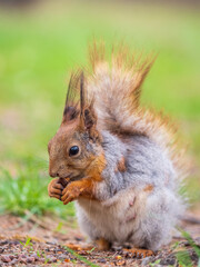 Squirrel eats a nut while sitting in green grass. Eurasian red squirrel, Sciurus vulgaris
