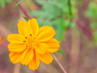コスモス街道　こすもすの花15
