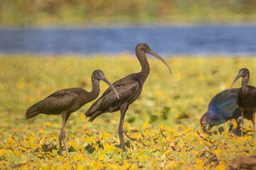 group of Glossy ibis in natural habitat