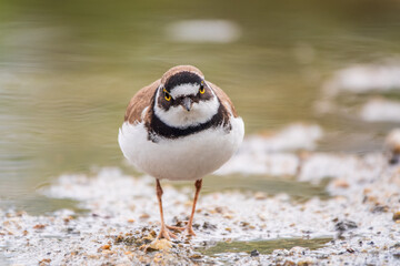 Little ringed plover (Charadrius dubius), bird standing on the lake shore