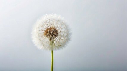 Fototapeta premium Minimalist Dandelion Photography: Closeup Macro Shot, White Background, Simple Composition, Seed Head, Blooming Flower, Yellow Wildflower